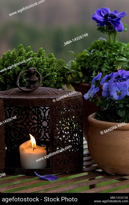 Still life, pots with blue blooming spring flowers, burning candle in an old lantern