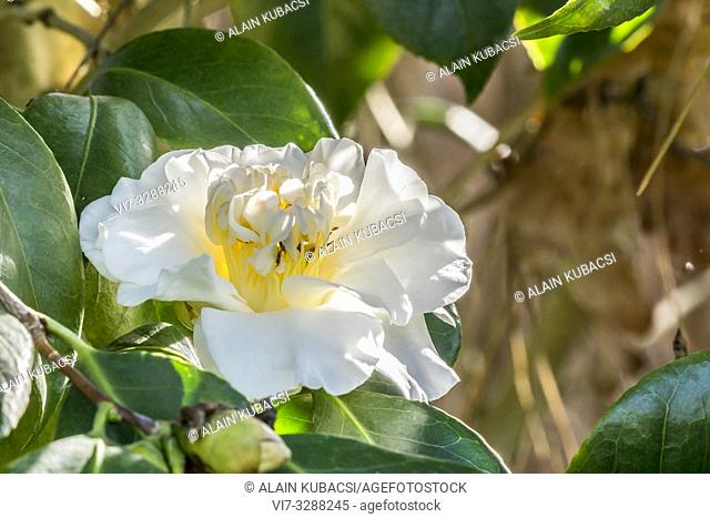 Camellia japonica 'Surpasse Nobilissima' ( BEL) 1886