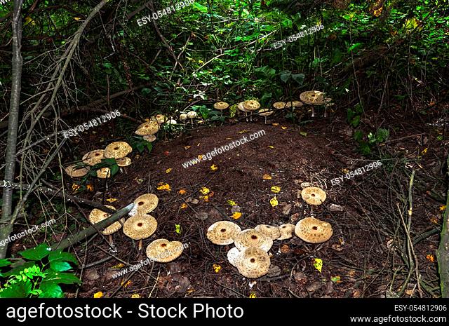 Edible Mushrooms porcini (boletus edulis) or parasol mushroom (Macrolepiota procera or Lepiota procera) Growing Around Anthill in Autumn Forest