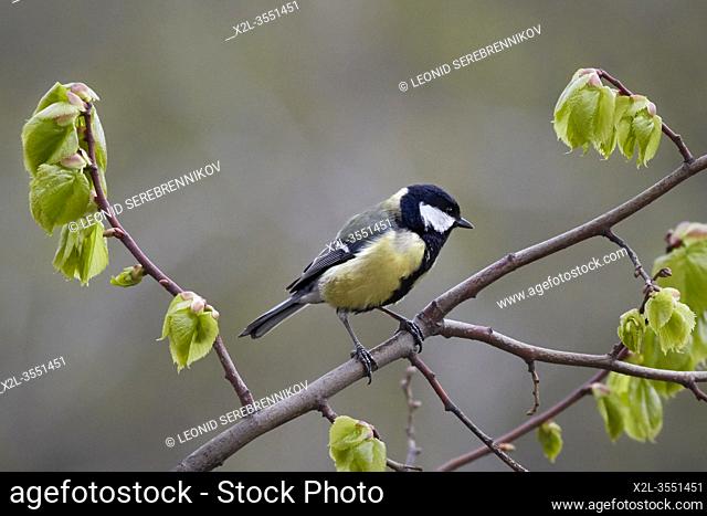 The great tit (Parus major) perched on a tree branch. Moscow, Russia