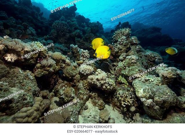 Masked butterflyfish and tropical reef in the Red Sea