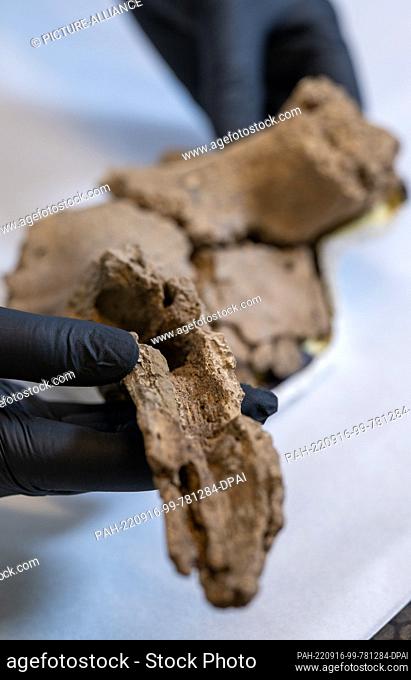 PRODUCTION - 14 September 2022, Saxony-Anhalt, Halle (Saale): A restorer works on fragments of a deer antler mask in the workshop of the State Museum of...