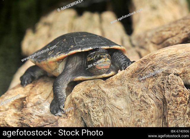 Indomalayan leaf turtle (Cyclemys dentata), adult, resting on rocks, captive, Southeast Asia