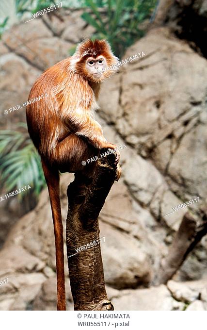 Cute Indonesian endangered Ebony Langur monkey ape sitting on tree branch