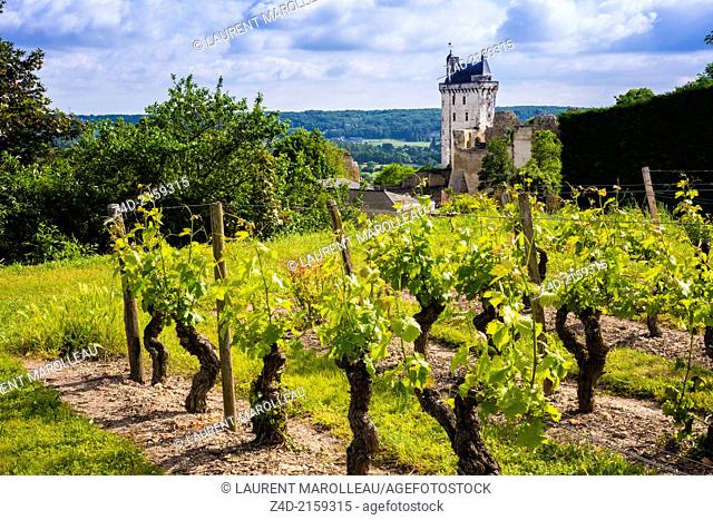 Vineyard and the Clock Tower of Chateau of Chinon. The Royal Fortress of Chinon is situated in the Centre Val de Loire region, overlooking the town