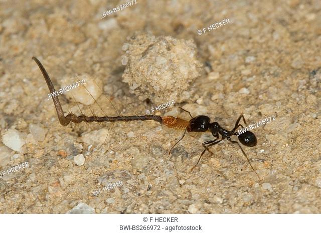 harvester ant Messor spec., transporting seeds in its nest, Italy, Sicilia