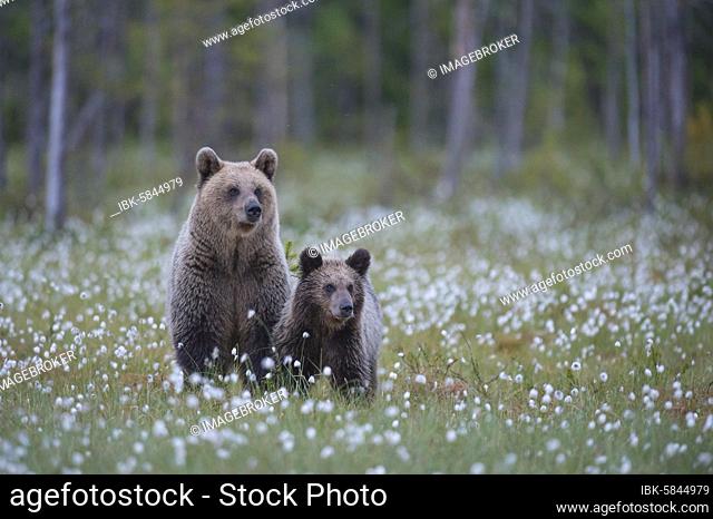 Female (Ursus arctos) with her offspring in a bog with fruiting cotton grass at the edge in a boreal coniferous forest, young bear, Suomussalmi, Karelia