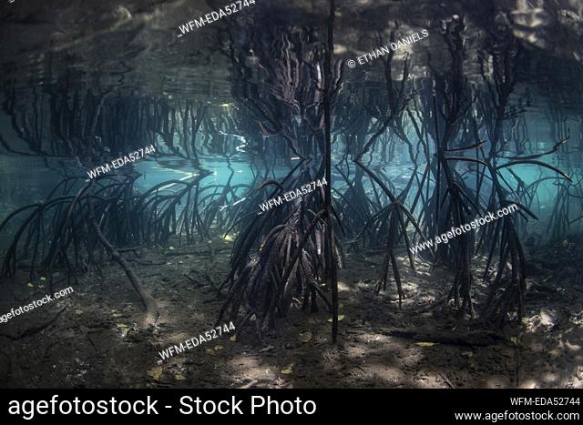 Mangrove Roots, Rhizophora, Raja Ampat, West Papua, Indonesia