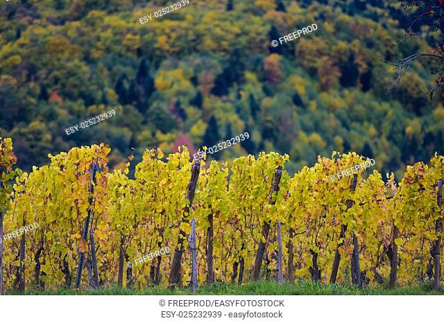 The yellow vines in the vicinity of St. Hippolyte in the fall, Alsace, France