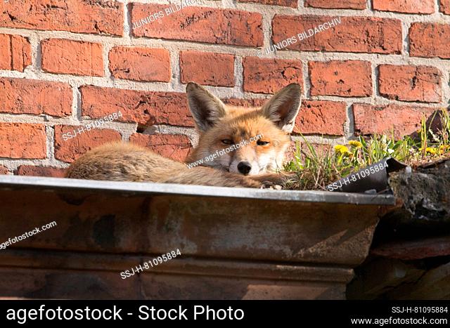 Red Fox (Vulpes vulpes). Adult resting on a wall. Germany