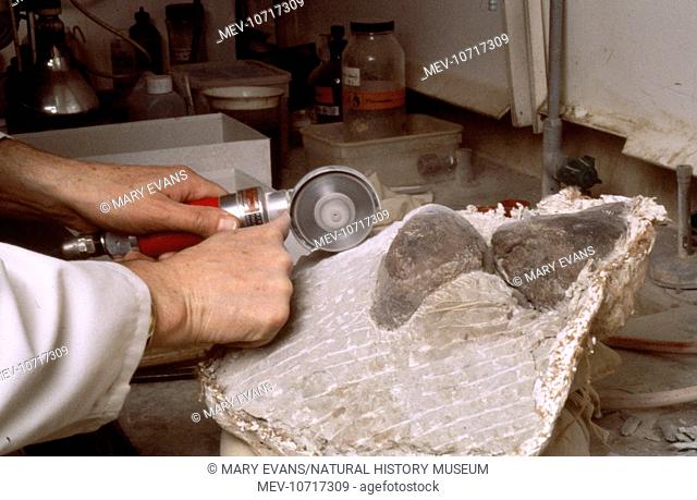 Palaeontologists working on the dinosaur, Baryonyx walkeri. Large areas of hard rock being grooved with an air-driven, diamond-edged saw