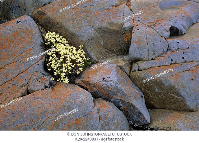 Three-toothed saxifrage (Saxifraga tricuspidata) Small colonies in cracks of precambrian rocs, Churchill, Manitoba, Canada