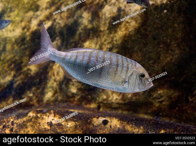 Sand steenbrass (Lithognathus mormyrus) is a marine fish native to Mediterranean Sea and eastern Atlantic Ocean