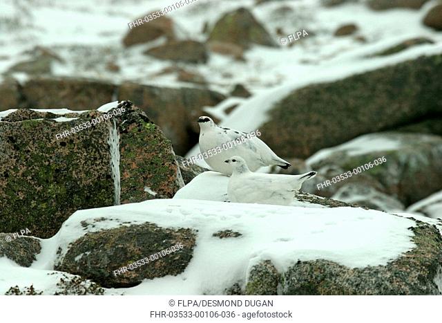 Rock Ptarmigan Lagopus mutus adult pair, camouflaged in snow amongst rocks, Cairngorms N P , Highlands, Scotland, winter