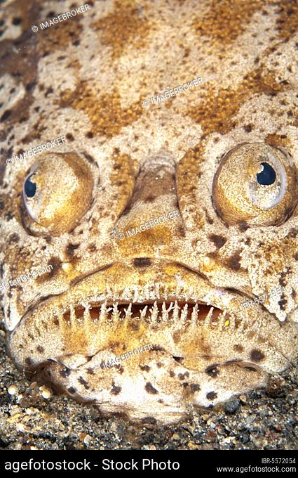 Marbled Stargazer, Marbled Stargazer, Other animals, Fishes, Perch-like, Animals, Marbled Stargazer (Uranoscopus bicinctus) adult, close-up of head