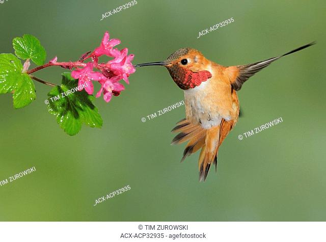 Male Rufous Hummingbird Selasphorus rufus feeding on the nectar of a flower