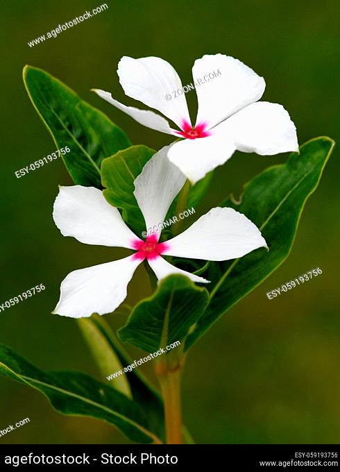 Madagaskar-Immergruen; Cathranthus; roseus