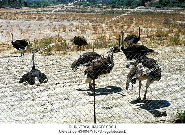 California, Ostrich Farm