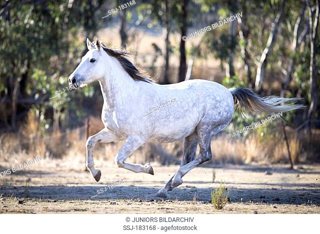 Waler Horse. Gray mare galloping on a pasture. Australia