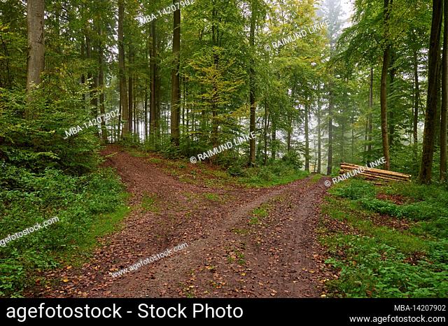 Path, fork, deciduous forest, beech, oak, damp, fog, morning, Mönchberg, Spessart, Bavaria, Germany