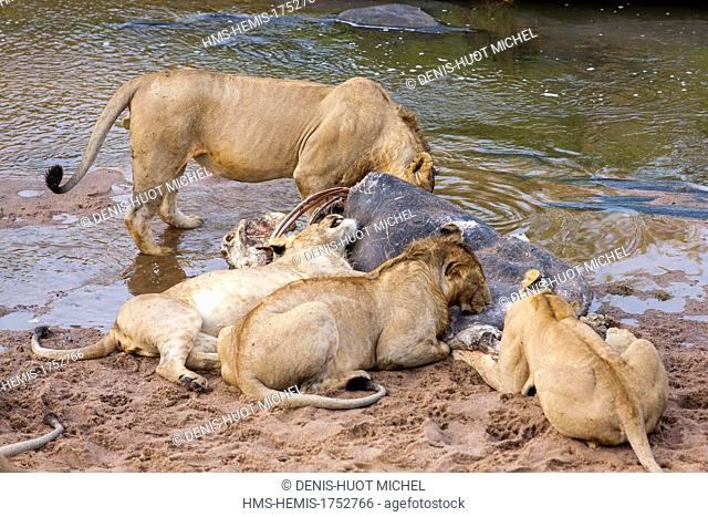 Kenya, Masai-Mara game reserve, lion (Panthera leo), eating a hippo in the river
