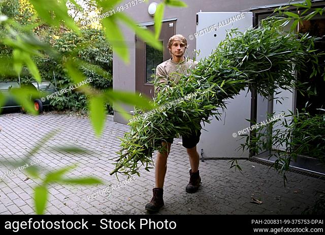 17 August 2020, Berlin: Corvin Schmohl, keeper of the pandas at Berlin Zoo, gets bamboo from the panda's stock. Photo: Britta Pedersen/dpa-Zentralbild/ZB