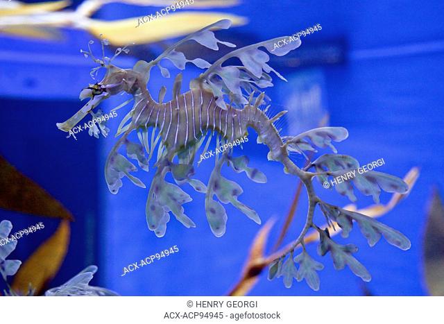 Weedy Sea Dragon on display in The Gallery at Riply's Aqarium of Canada at base of CN Tower, Toronto, Canada