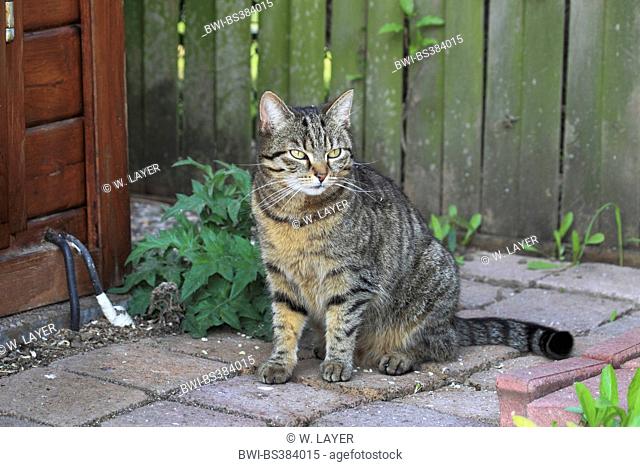 domestic cat, house cat (Felis silvestris f. catus), striped house cat sitting in the garden, Germany