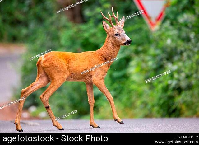 Roe deer, capreolus capreolus, buck walking across road with street sign in background. Concept of conflict between vehicles and wild animals on highway