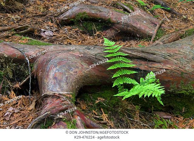 Fern and cedar root in old-growth boreal forest. Temagami, ON, Canada