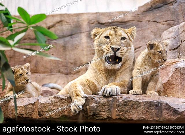 07 December 2023, Bavaria, Nuremberg: Lioness Aarany lies in the enclosure with one of her cubs (Indica or Jadoo) at Nuremberg Zoo