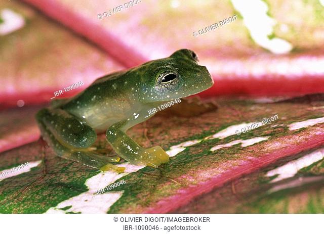 Tree frog (Cochranella granulosa), Ranita De Cristal, Nicaragua