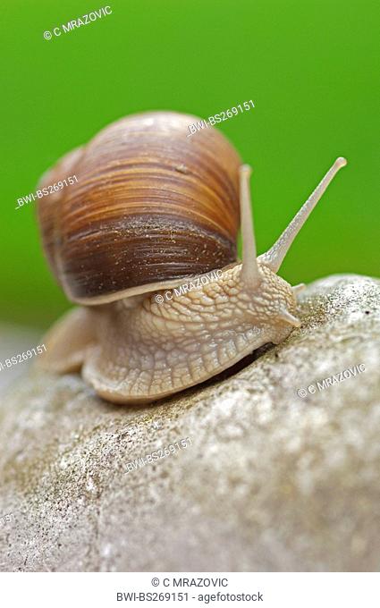 Roman snail, escargot, escargot snail, edible snail, grapevine snail, vineyard snail, vine snail Helix pomatia, escargot snail on a rock, Germany, Bavaria