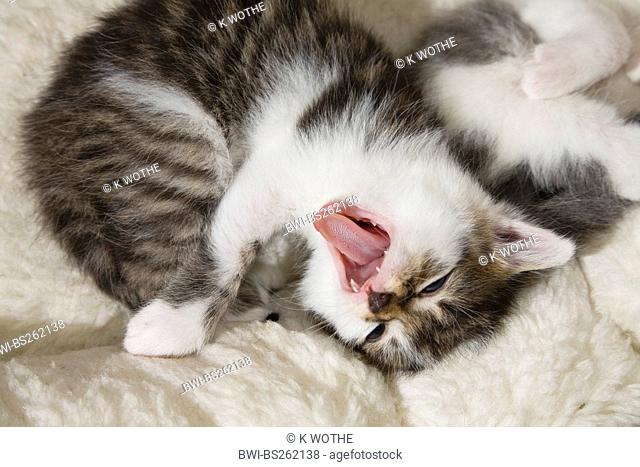 domestic cat, house cat Felis silvestris f. catus, young kitten yawning
