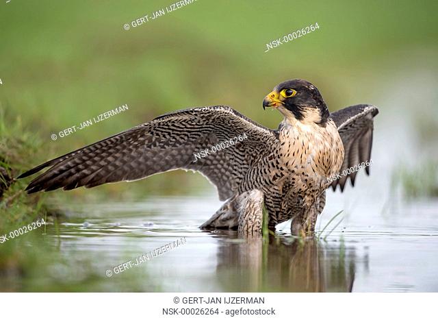 Peregrine Falcon (Falco peregrinus) takes a bath in a ditch, The Netherlands, Overijssel, Kampen, Kampereiland