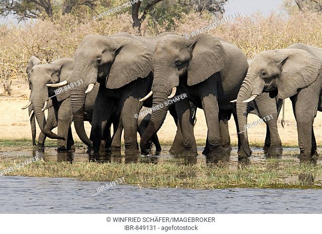 African Bush Elephants (Loxodonta africana), Moremi Game Reserve, Botswana, Africa