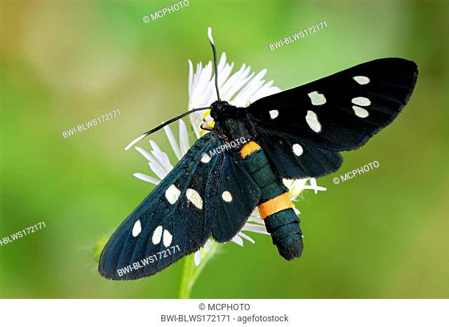 yellow-belted burnet Syntomis phegea, on flower, Germany