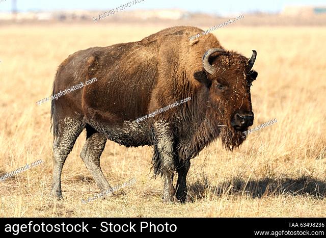 RUSSIA, KHERSON REGION - OCTOBER 18, 2023: An American bison is seen at the Askania-Nova nature reserve in the village of Askaniya-Nova