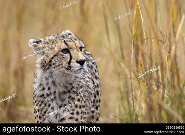 Africa, East Africa, Kenya, Masai Mara National Reserve, National Park, Cheetah (Acinonyx jubatus), walking in savannah