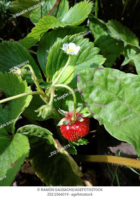 Strawberry (Fragaria vesca). Catalonia, Spain