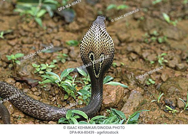 Reptiles , Snakes , Cobra Indian Spectacled Cobra Naja Naja
