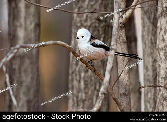 Long-tailed tit is sitting on a tree branch autumn day