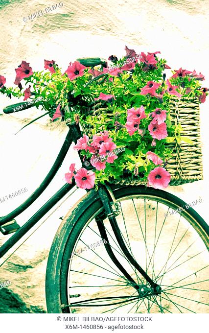 Rusty bicycle with flowers  Wicklow Mountains National Park  County Wicklow  Ireland
