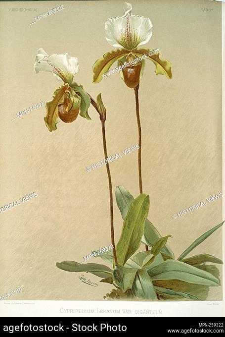 Cypripedium leeanum var giganteum. Sander, F. (Frederick) (1847-1920) (Author) Leutzsch, Gustav (Lithographer) Moon, H. G (Artist). Reichenbachia
