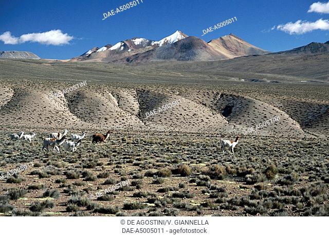 Group of Alpaca (Vicugna pacos) on the high plateau of Lauca, Lauca National Park (UNESCO World Heritage List, 1981), Arica y Parinacota Region, Chile