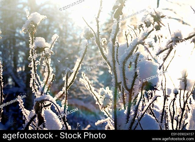 Covered with snow and frost wild rose in winter, Back light