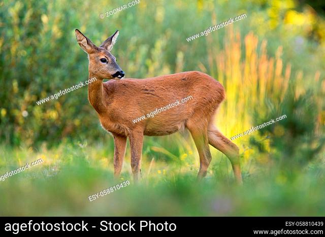 Roe deer, capreolus capreolus, female observing on growing meadow in evening sunlight. Wild doe standing on pasture in sunshine