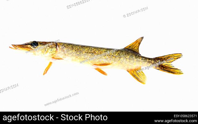 Pike isolated on white background. World's freshwater predatory fish