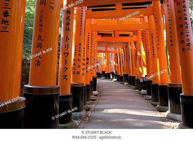 Senbon Torii (1, 000 Torii gates), Fushimi Inari Taisha shrine, Kyoto, Japan, Asia