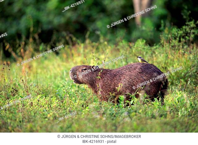 Capybara (Hydrochoerus hydrochaeris), adult, on the land, with a lesser kiskadee (Pitangus lictor) on its back, Pantanal, Mato Grosso, Brazil